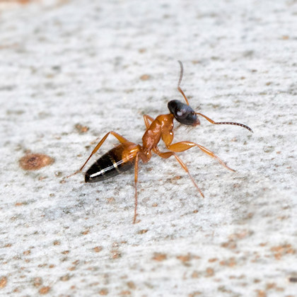 Strobe Ant (Opisthopsis rufithorax) (Opisthopsis rufithorax)
